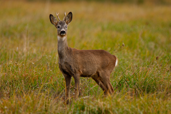 Srnec lesný - slepý na jedno oko