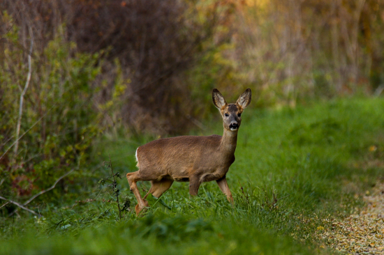 Srna lesná, v pozore