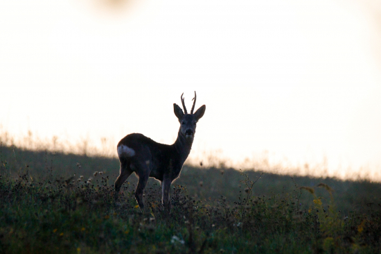 Srnec lesný, pred západom slnka