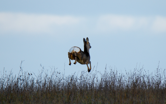Srny vedia lietať