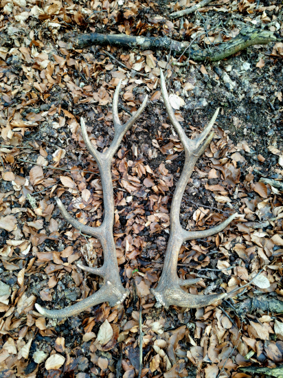 Pára nepravidelného 14-toráka