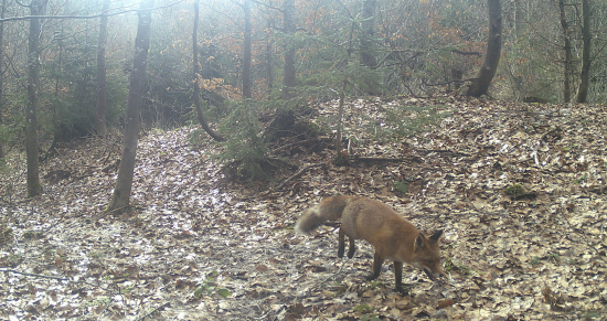 Líška na chodníku
