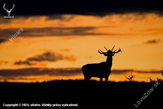 Vysnená fotografia