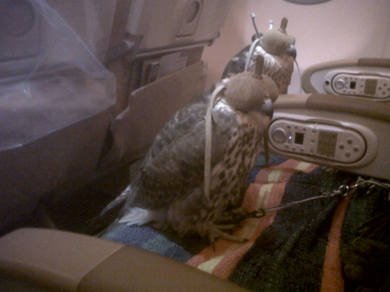 Keď sokolíci letia ale pritom neletia