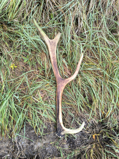 Na spoločnej poľovačke