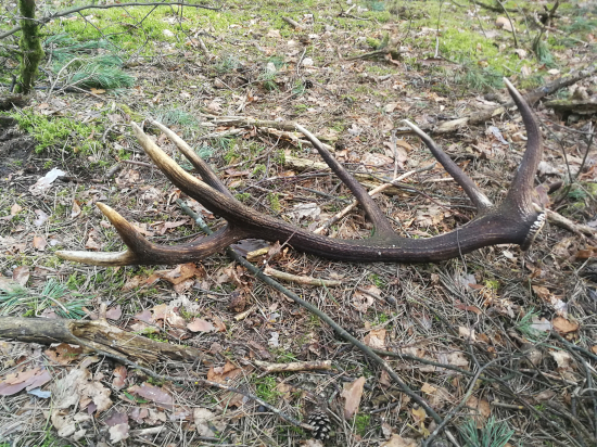 Vlaňajší štrnástorák