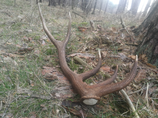 Poobedná prechádzka