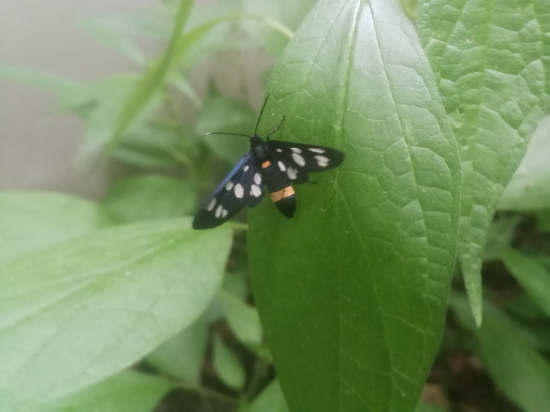 Bieloškvrnáč púpavcový