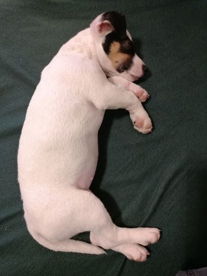 Beky, jack russel teriér