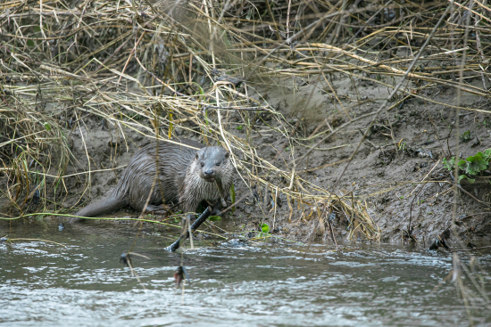 Vydra riečna (Lutra lutra)