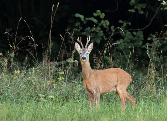 srnec lesný (Capreolus capreolus)