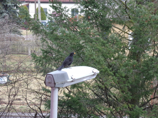 Vyzeral svoju vyvolenú