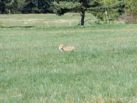 Na pravé oko nevidela