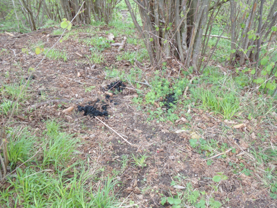 Na ploche 10x10 m 12 čerstvých kôpok !!!!!