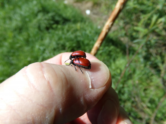 Nedal jej pokoj ani na mojom palci.