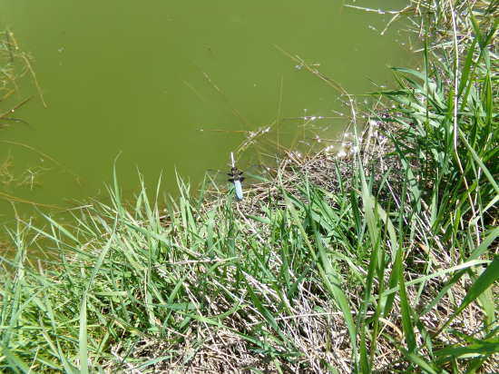 Pri veľkej kaluži uprostred lúky