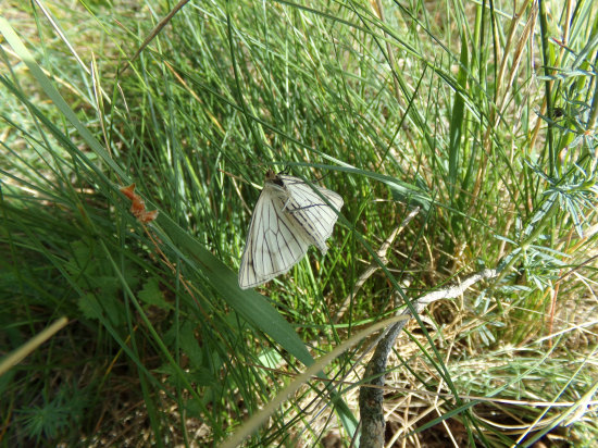 Hore bruškom v tráve