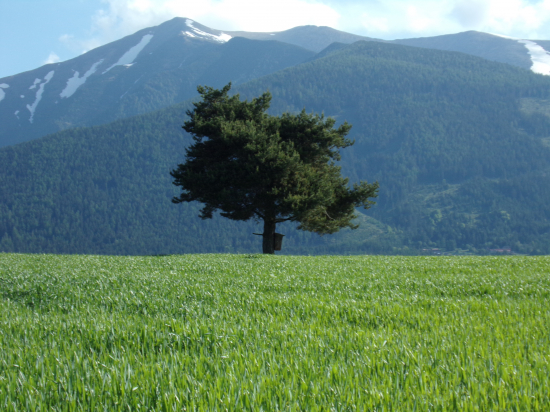 Uprostred pšeničného poľa.