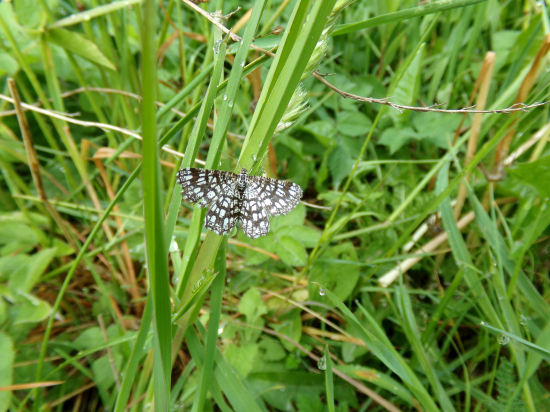 Dnes som ho u nás uvidel prvý krát.