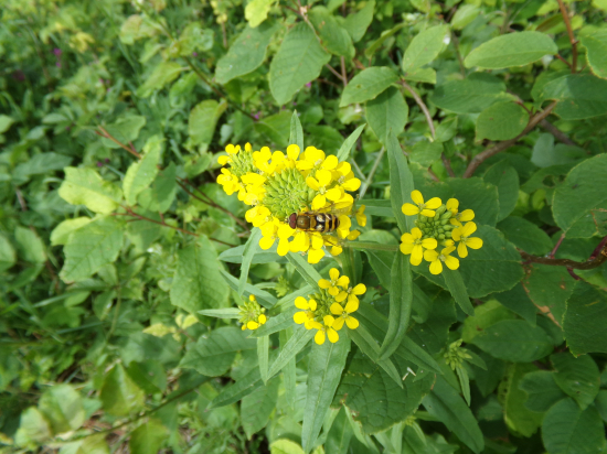 Včera pred dažďom