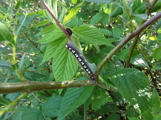 Medzi halúzkami vŕbového kríka