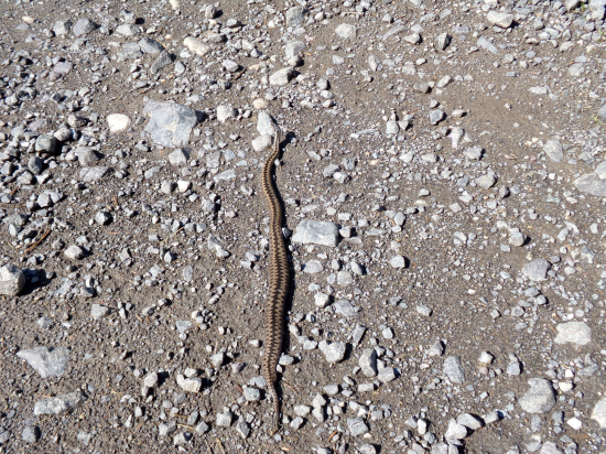 Vyhrievala sa na slniečku