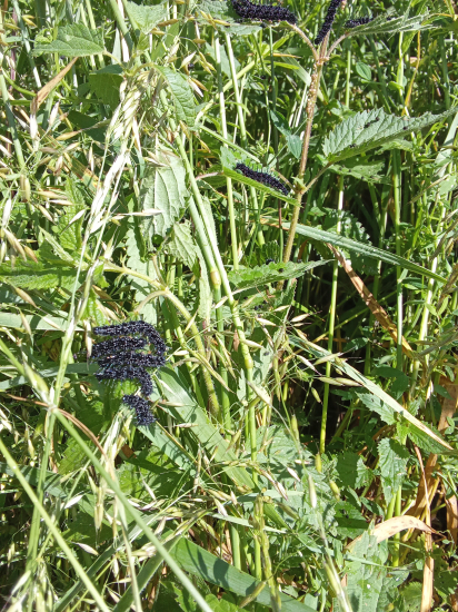 Húseničky bábôčky pavookej.