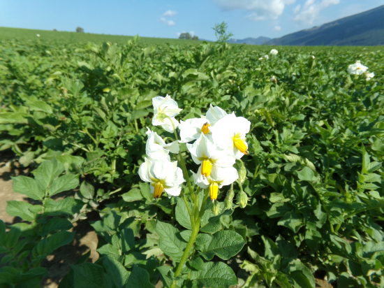 Zakvitnutý zemiak u nás