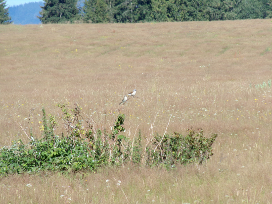 Párik strakoša obyčajného