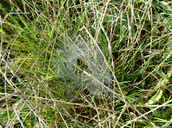 Pavučinka v rannej rose