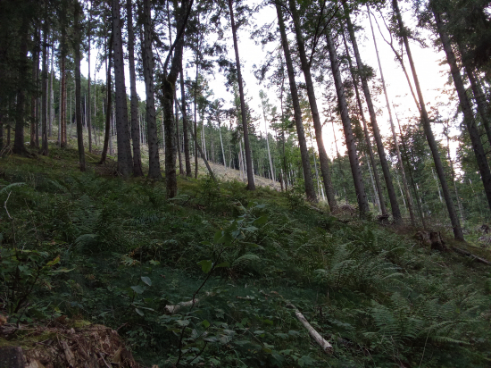 Medzi ručiacimi jeleňmi