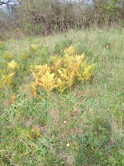 Jeseň-papraď samčia.