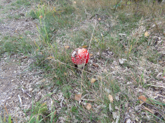 Krásavica v mrazivom ráne