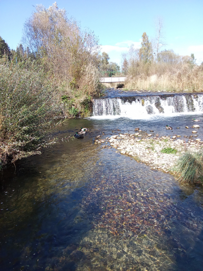 Kačičky na Smrečianke