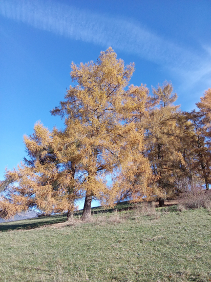 Smrekovec opadavý v jesenných farbách