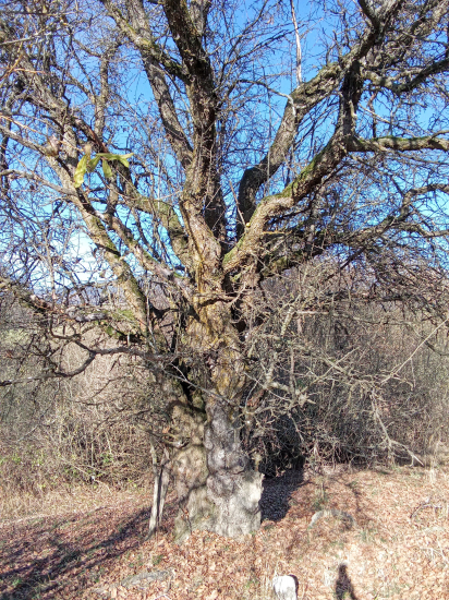 Divá jabloň ktorá už čo-to pamätá.