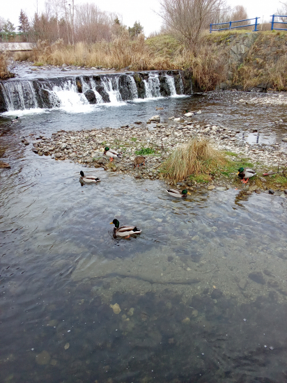 Obedňajšie prikrmovanie.