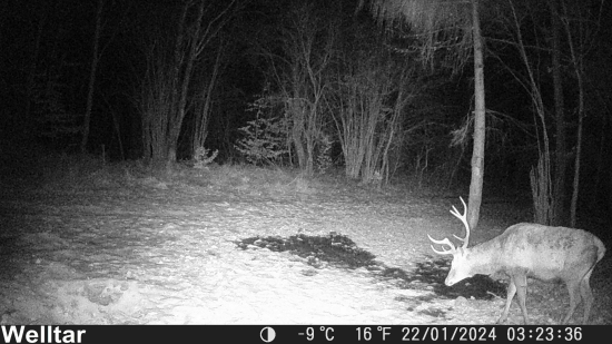 s odlomeným kmeňom