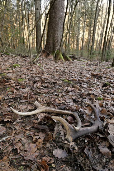 Prvý pohľad zaujímavého nálezu
