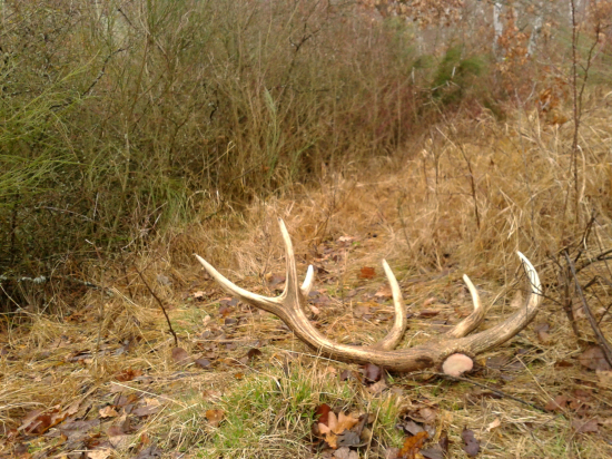 čerstvo zhodený 12-torák