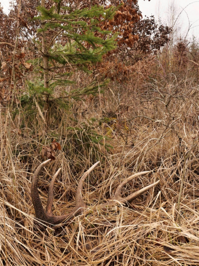 3-kilový 12-torák v suchej tráve sa skrýval