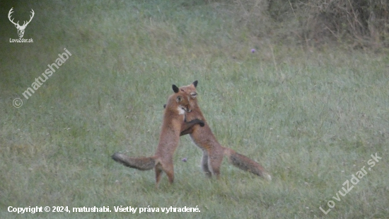 Líšky
