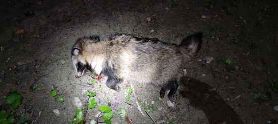 PSÍK MEDVEDÍKOVITÝ