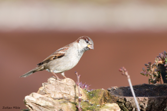 Vrabec domovy-Passer domesticus