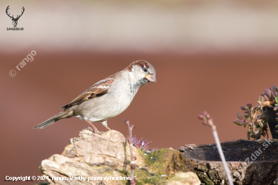 Vrabec domovy-Passer domesticus