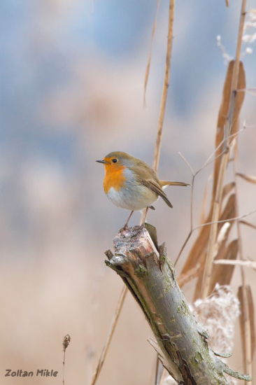 Červienka obyčajná-Erithacus rubecula