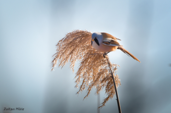 Fúzatka trstinová-Panurus biarmicus