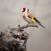Stehlík obyčajný-Carduelis carduelis