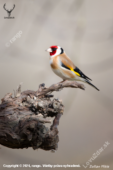 Stehlík obyčajný-Carduelis carduelis