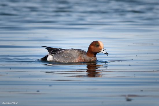 Kačica hvizdárka-Mareca penelope